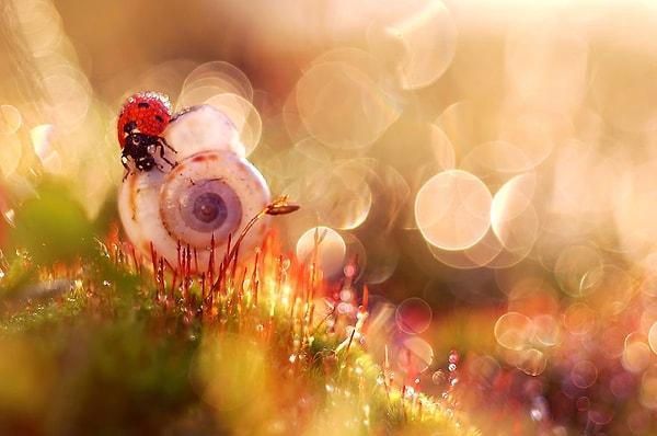1. Tam bir doğa tutkunu olan Polonyalı fotoğrafçı Magda Wasiczek, çiçek ve doğa fotoğrafları çekiyor.