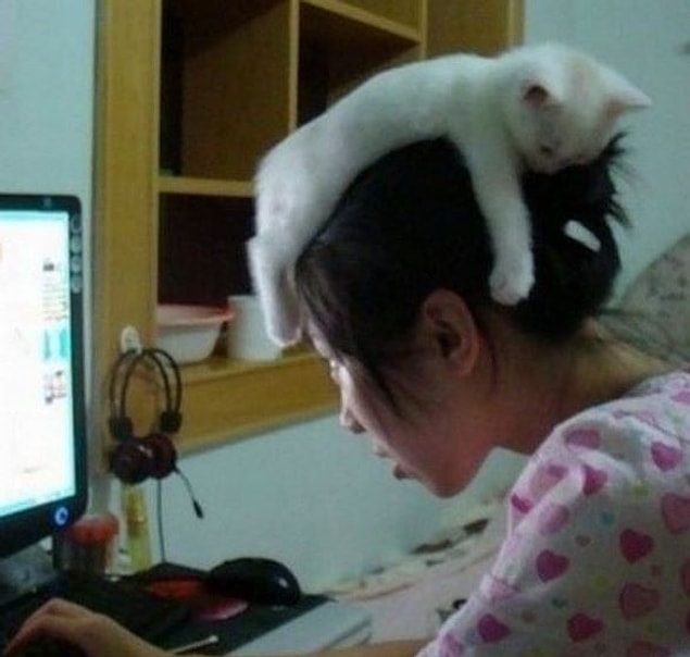 1. They sleep on your head so that you cannot go anywhere.