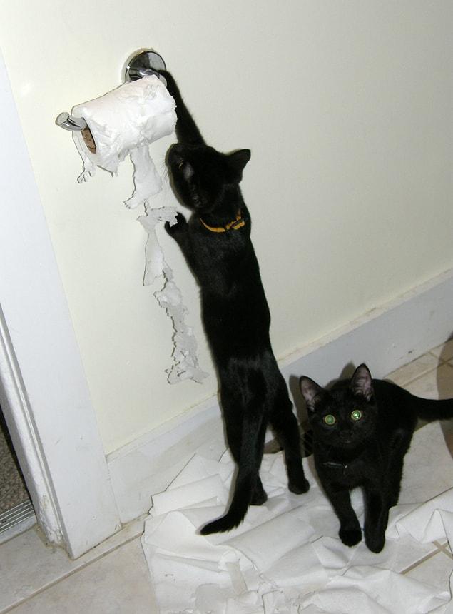 4. They love playing with the toilet paper.