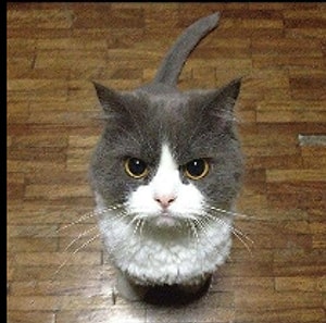 Asabi Kedi Profil Resmi