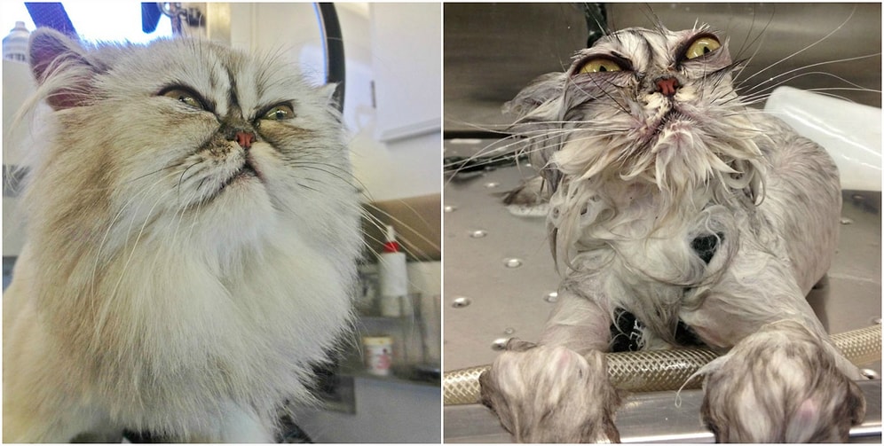 До и после ванны: 15 уморительных фото мокрых животных