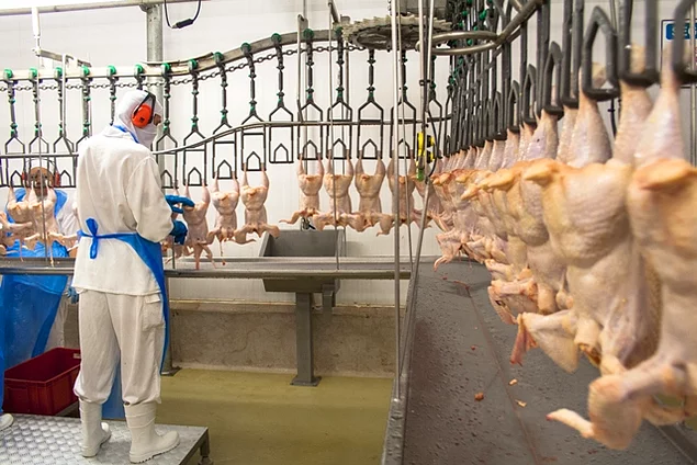 Tesislerde genel olarak günde toplam 180.000 tavuk işleniyor; her işçi ise dakikada 40 tavuk işlemekle yükümlü.