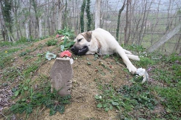 11. Ordu'daki kangal cinsi Zozo da sahibinin mezarını 1 yıldır ziyaret ediyor.