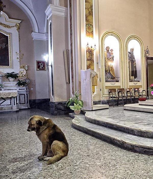 10. Bu vefakar köpek ise sahibinin kilisedeki cenaze töreninin ardından 2 ay geçmesine rağmen oradan ayrılmamış.