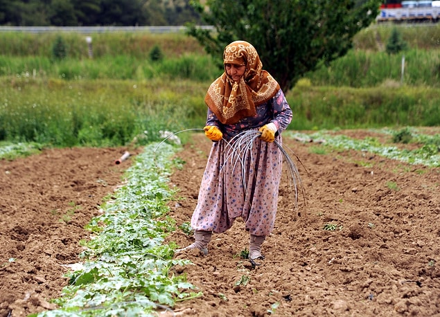 Gençlerin çalışmak için kırsal kesimden göç etmesi sebebiyle arazide çalışanların çoğu kadınlardan oluşuyor
