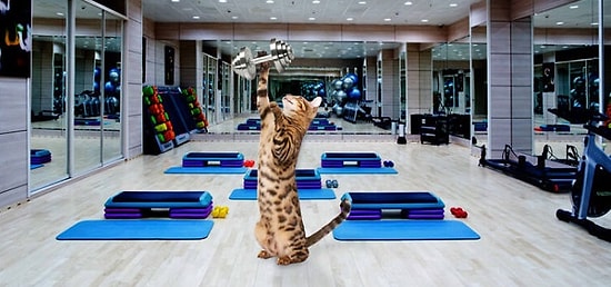 Кошки в спорте: 11 смешных фото от Симбы