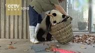 Arıza Pandalar Evlerini Temizlemek İsteyen Bakıcıya Dünyayı Dar Ediyorlar