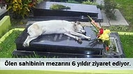 Adeta Hepsi Birer Hachiko: Sahipleri Öldüğünde Bile Başından Ayrılmayan 16 Vefakar Köpek