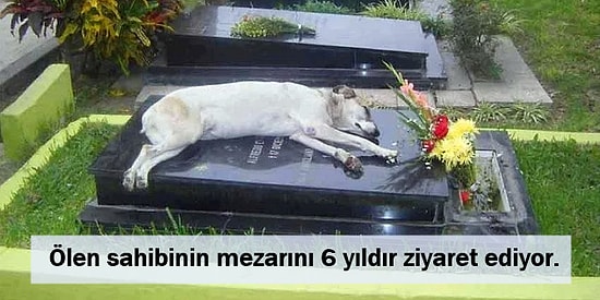 Adeta Hepsi Birer Hachiko: Sahipleri Öldüğünde Bile Başından Ayrılmayan 16 Vefakar Köpek