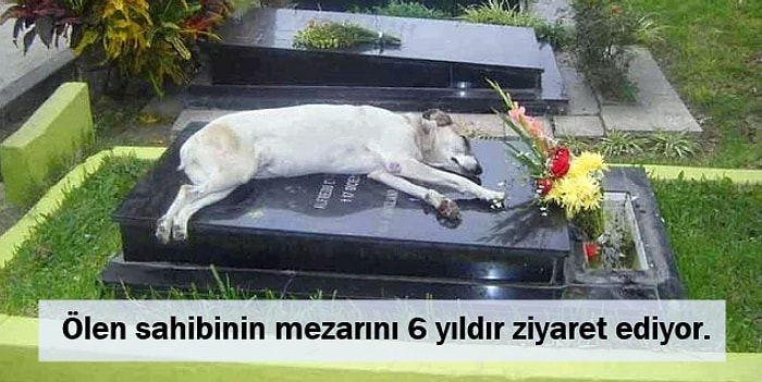 Adeta Hepsi Birer Hachiko: Sahipleri Öldüğünde Bile Başından Ayrılmayan 16 Vefakar Köpek