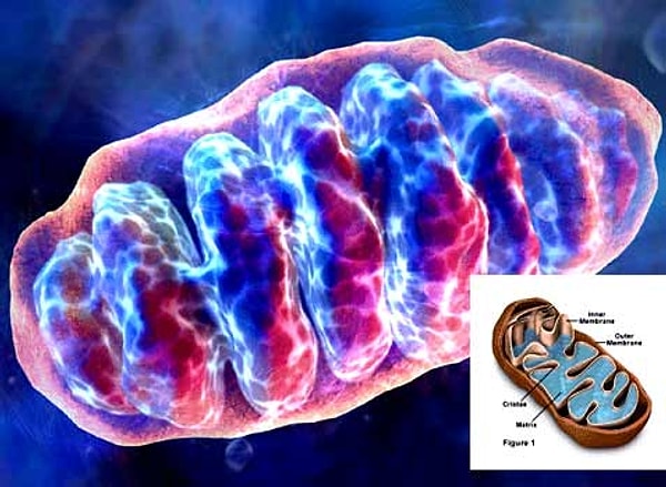 3. Митохондрии - источник энергии клеток!