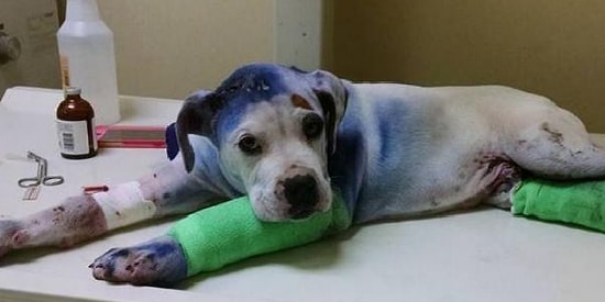 Bizden Daha İyi Olduklarını Yine Kanıtladılar: İşkence Edilmiş Dostuna Destek Olan Köpecik