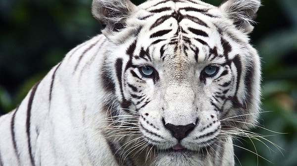 21. Кровавый тигр