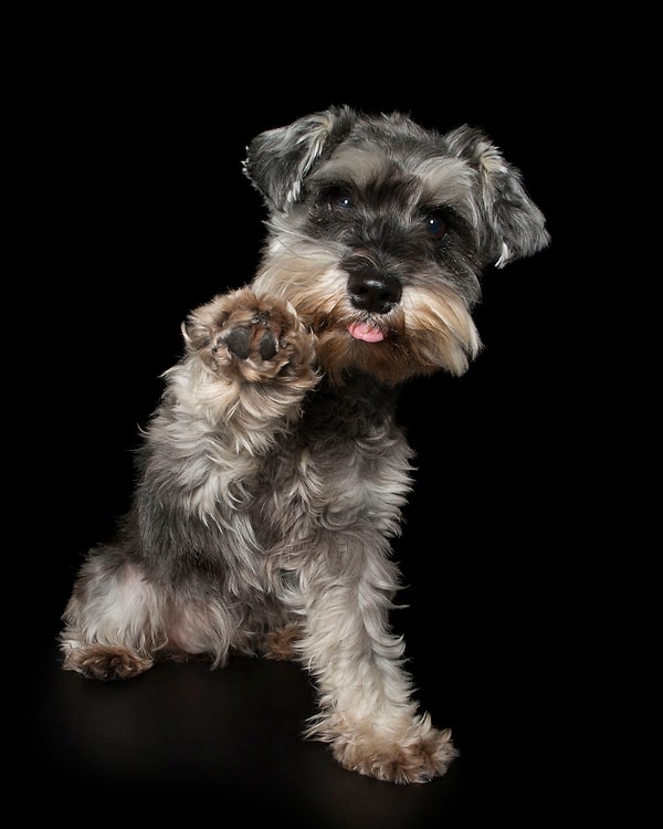 8. *Сделай серьезное лицо*