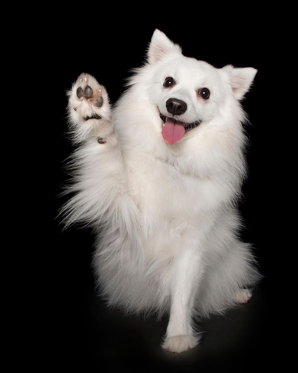 19. "Торжественно клянусь"