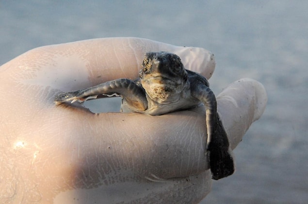 Caretta caretta, Akdeniz foku ve kum köpekbalığı da korumada