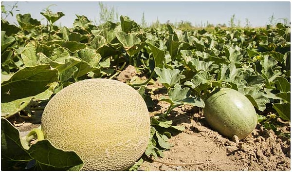 14. Мускусная дыня
