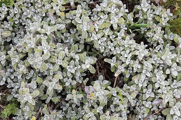 Sarıkız Çayı (Sideritis Trojana Ehrend)