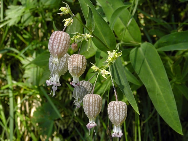 10. Gıvışkan Otu (Silene Vulgaris)