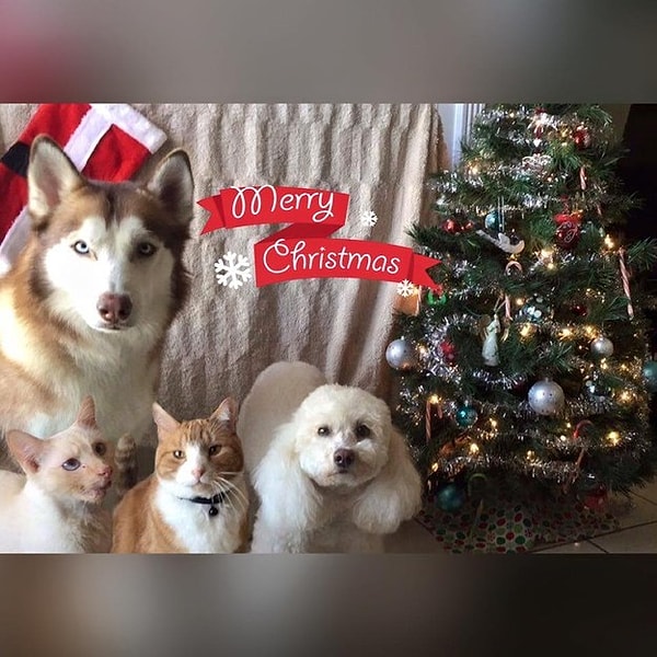 5. Дюшес же подружилась с жильцами своего нового дома и выглядит вполне счастливой.