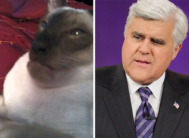 6. Eating a wasp might turn you into Jay Leno