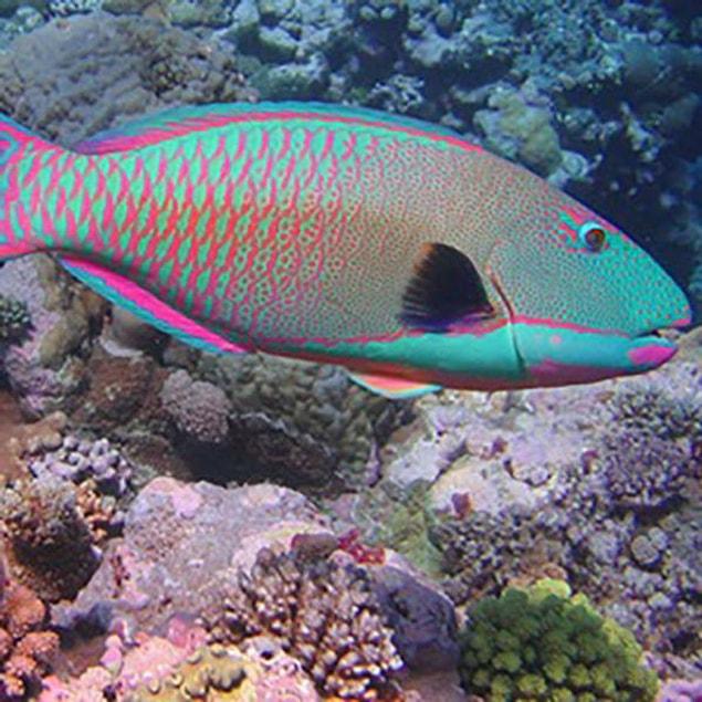 1. Parrotfish include coral in their diets and they excrete it as sand.