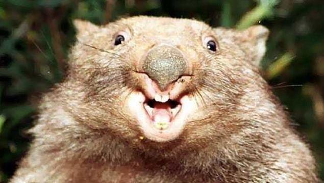 11. Wombats, which are marsupials that are native to Australia, have cube-shaped poop to mark their territory.