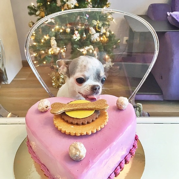 2. Лазарев показал журналистам несколько тортов, разрезав их. Актер и певец объяснил, что все десерты не содержат сахара: так что такие вкусности абсолютно безопасны для здоровья животных.