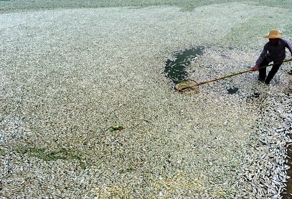 9. Рабочий тщетно пытается убрать отравленную рыбу на реке