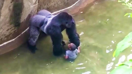 Olan Gene Hayvanlara Oldu: Hayvanat Bahçesinde Küçük Çocuk Goril Kafesine Düştü