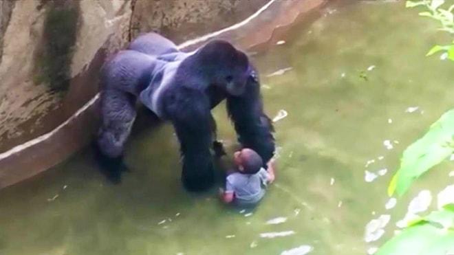 Olan Gene Hayvanlara Oldu: Hayvanat Bahçesinde Küçük Çocuk Goril Kafesine Düştü