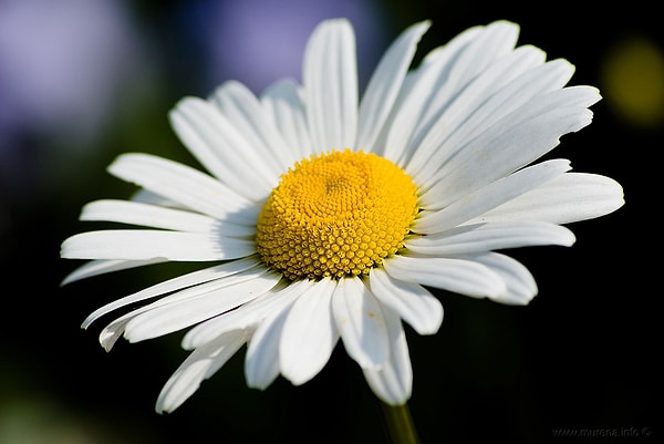 10. «Я изменяю своему парню, потому что думаю, что он мне изменяет, и я не хочу выглядеть идиоткой, когда поймаю его на измене»