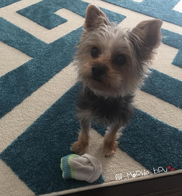 2. Они способны украсть все, что угодно: ваши носки, ваше сердце и т.д.