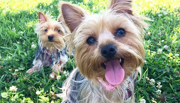 3. Они показывают язык, особенно на публике 🐶 👅