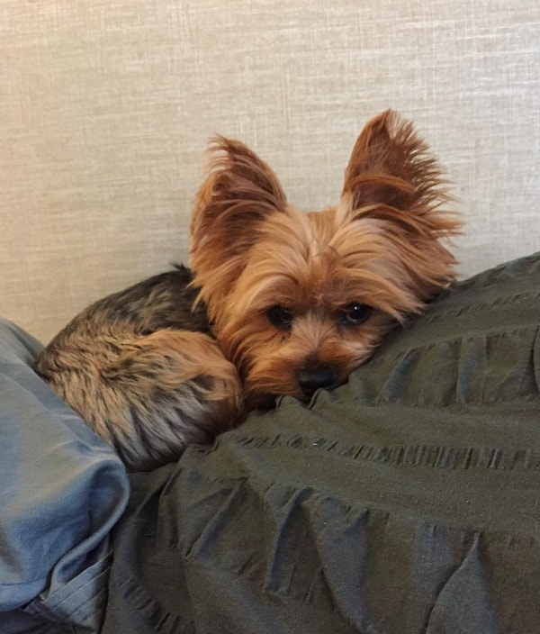 7. А еще они прячутся и сворачиваются клубочком в укромных уголках