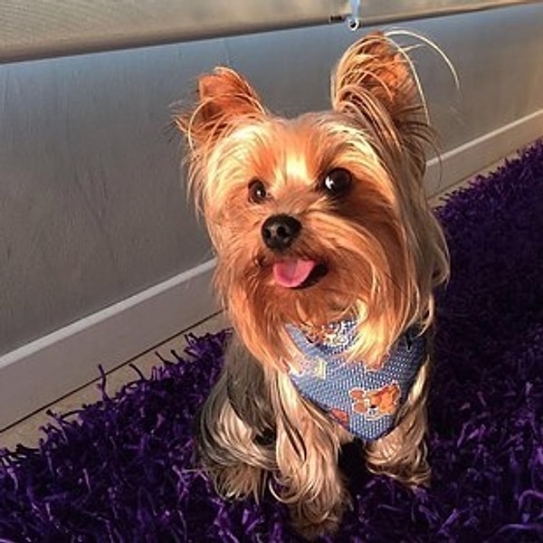 9. Они более фотогеничны, чем вы