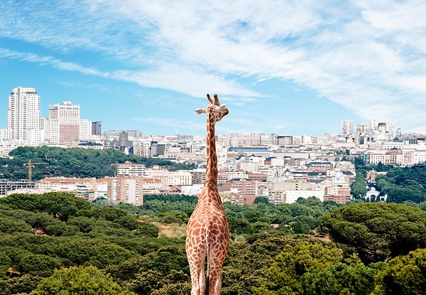 Итак, начнем! Внимательно изучите картинку и переходите к следующей, как только будете готовы.