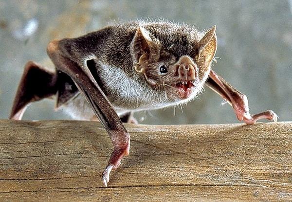 5. Kanla beslenen, vampir yarasalar kuduz virüsü taşıyorsa size de bulaşabilir.