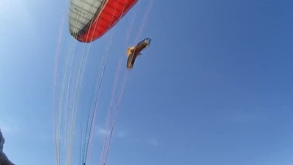 La Oğlum Bi Git! Antalya'da Yamaç Paraşütçüsüne Kartal Saldırdı