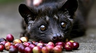 Bunlar Kahveyse Bizim İçtiklerimiz Ne? Dünyanın En Pahalı 10 Kahvesi