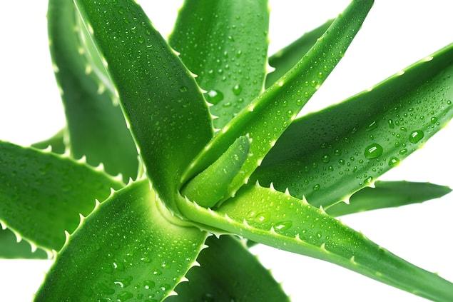 5. Aloe vera is a plant that has a balancing effect on the human body.