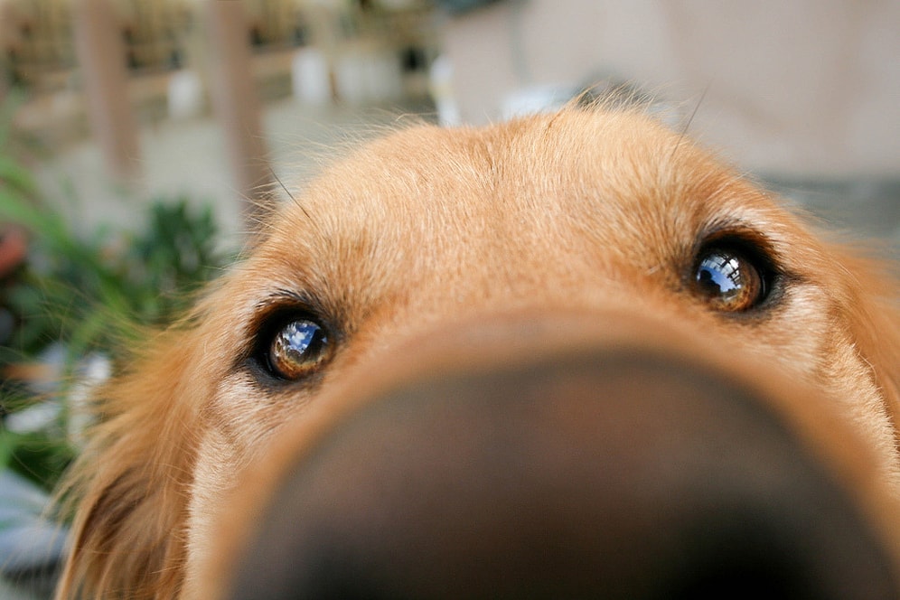 Her Köpek Sahibinin Bildiği 16 Örnekle Köpeklerin Nasıl Düşündüğünü Anlamaya Çalışıyoruz