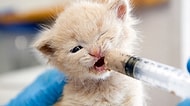 11 Maddeyle Annesi Olmayan Bebek Kedi Bakımında Dikkat Etmeniz Gereken Şeyler