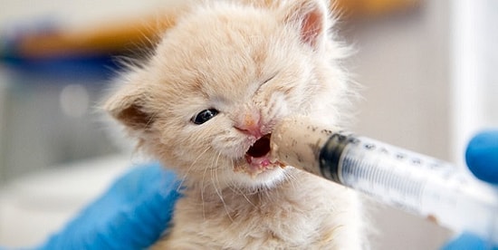 11 Maddeyle Annesi Olmayan Bebek Kedi Bakımında Dikkat Etmeniz Gereken Şeyler