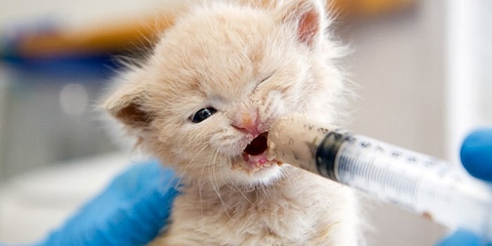 11 Maddeyle Annesi Olmayan Bebek Kedi Bakımında Dikkat Etmeniz Gereken Şeyler