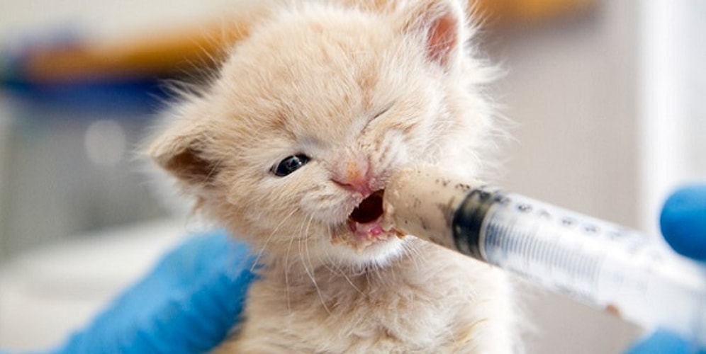 11 Maddeyle Annesi Olmayan Bebek Kedi Bakımında Dikkat Etmeniz Gereken Şeyler
