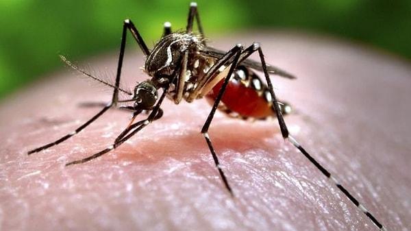 6. Neden Sivrisinekler Bazı İnsanları Daha Çok Isırır?