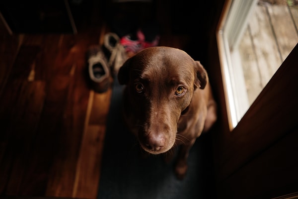 10. Открой мне дверь, а? Я выйду, а потом снова в дверь буду царапаться, чтобы обратно войти.