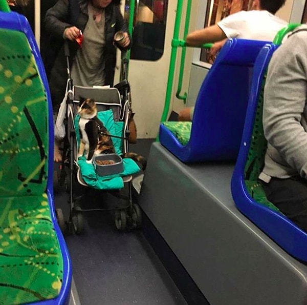 1. Граждане пассажиры.