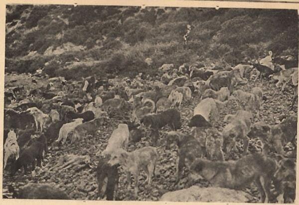 1. Hayırsız Ada faciası memleketimizin gördüğü en insafsız köpek katliamıdır. Başlangıcı 3 Haziran 1910'dur.
